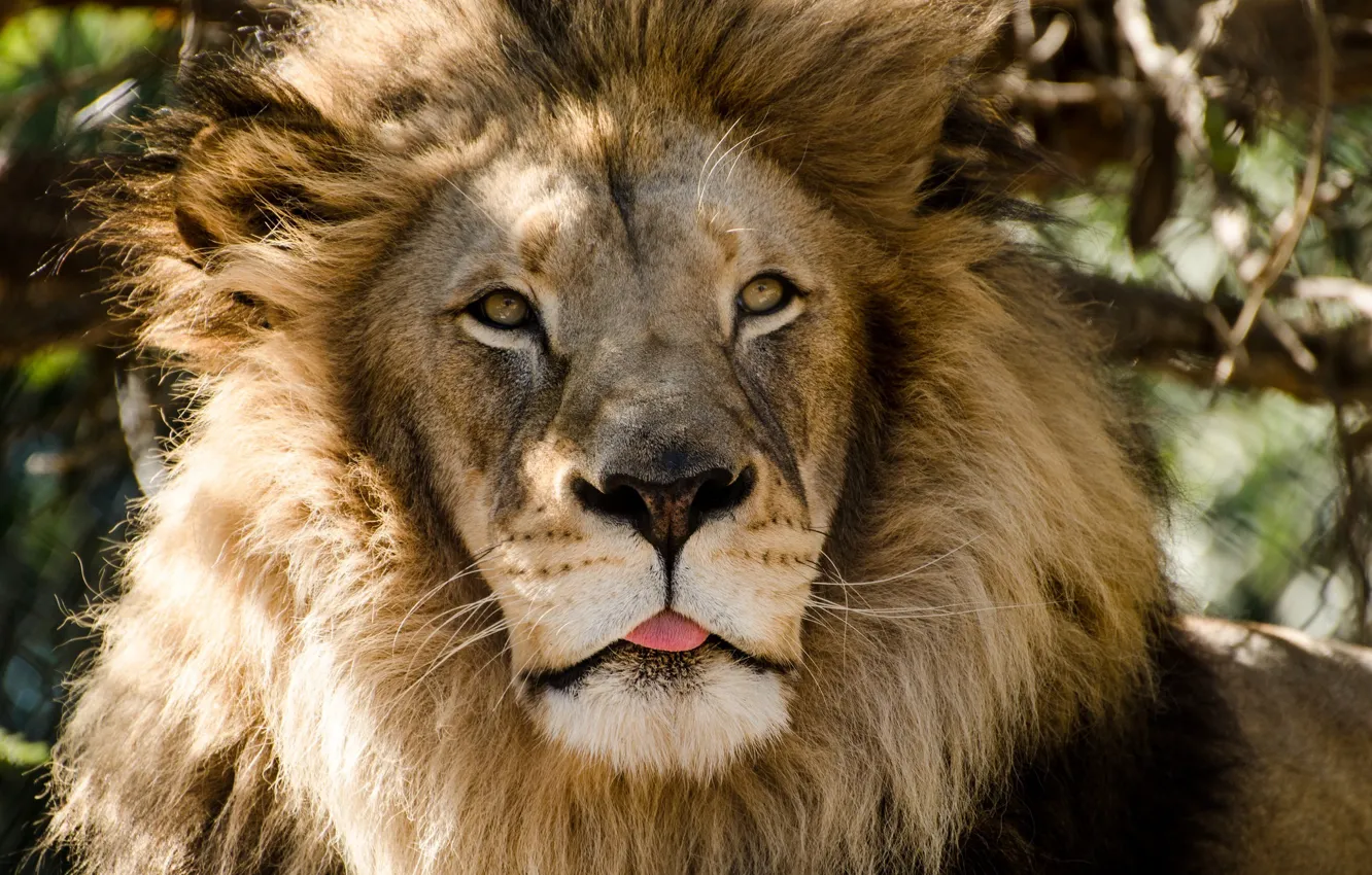 Фото обои язык, морда, хищник, лев, грива, дикая кошка
