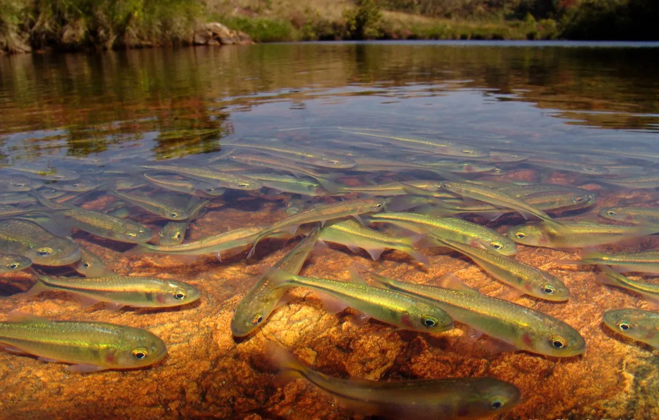 Фото обои вода, прозрачность, озеро, река, рыба, National Geographic