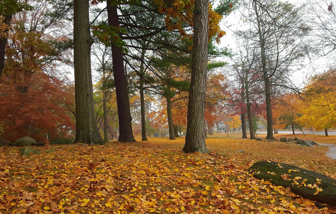 Фото обои осень, листья, деревья, парк, colors, дорожка, Nature, листопад