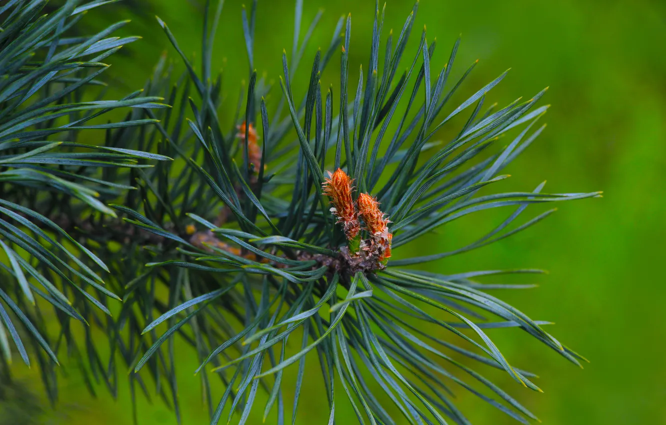 Фото обои spring, pine, twig