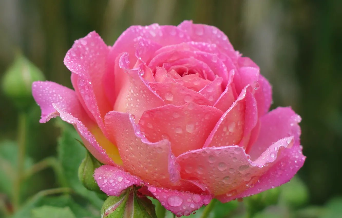 Фото обои капли, розовый, роза