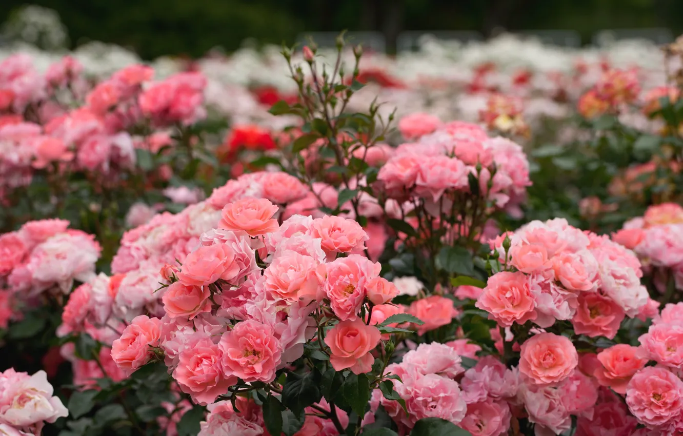 Фото обои розовый, розы, кусты, розарий