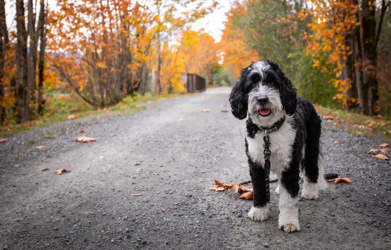 Фото обои дорога, осень, листья, собака