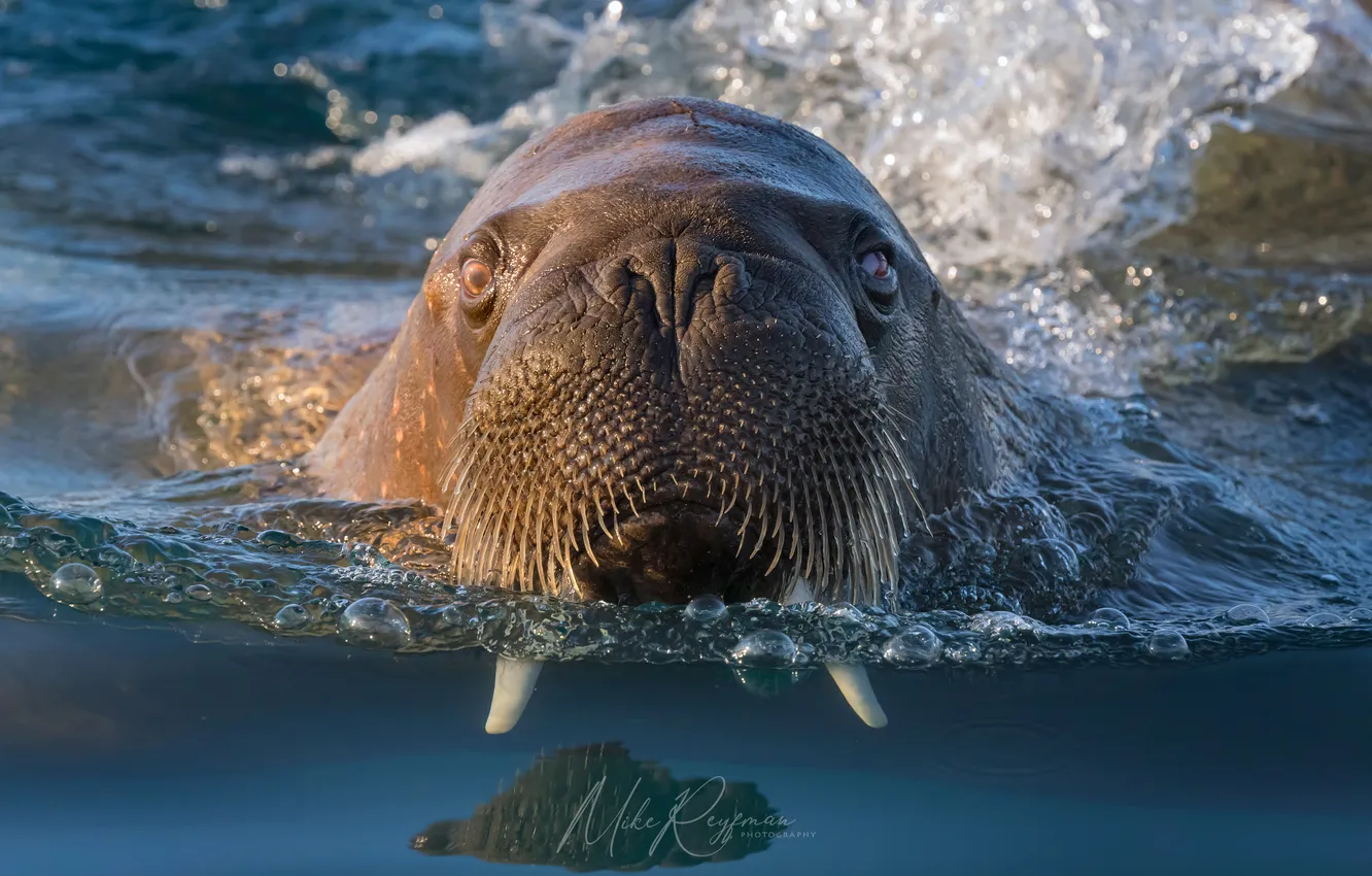 Фото обои arctic, walrus, Майк Рейфман, svalbard, The Walrus Gang