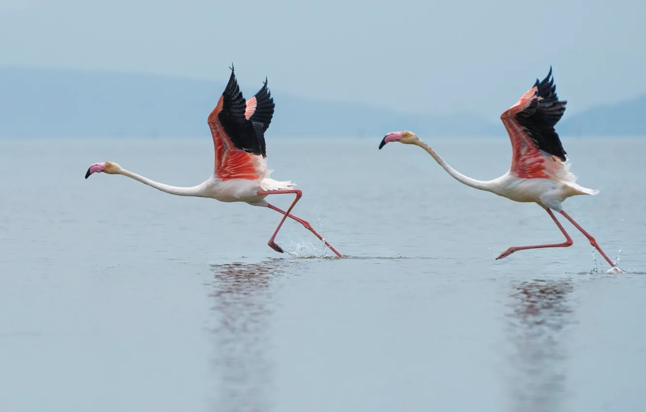 Фото обои bird, nikon, pink, water, mountain, lake, hill, wildlife