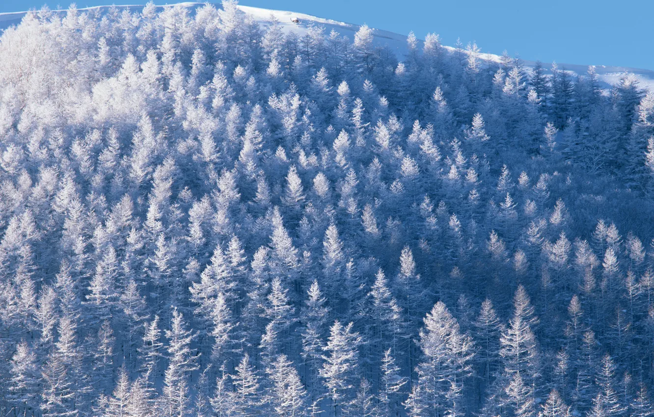 Фото обои Небо, Природа, Зима, Деревья, Снег, Лес