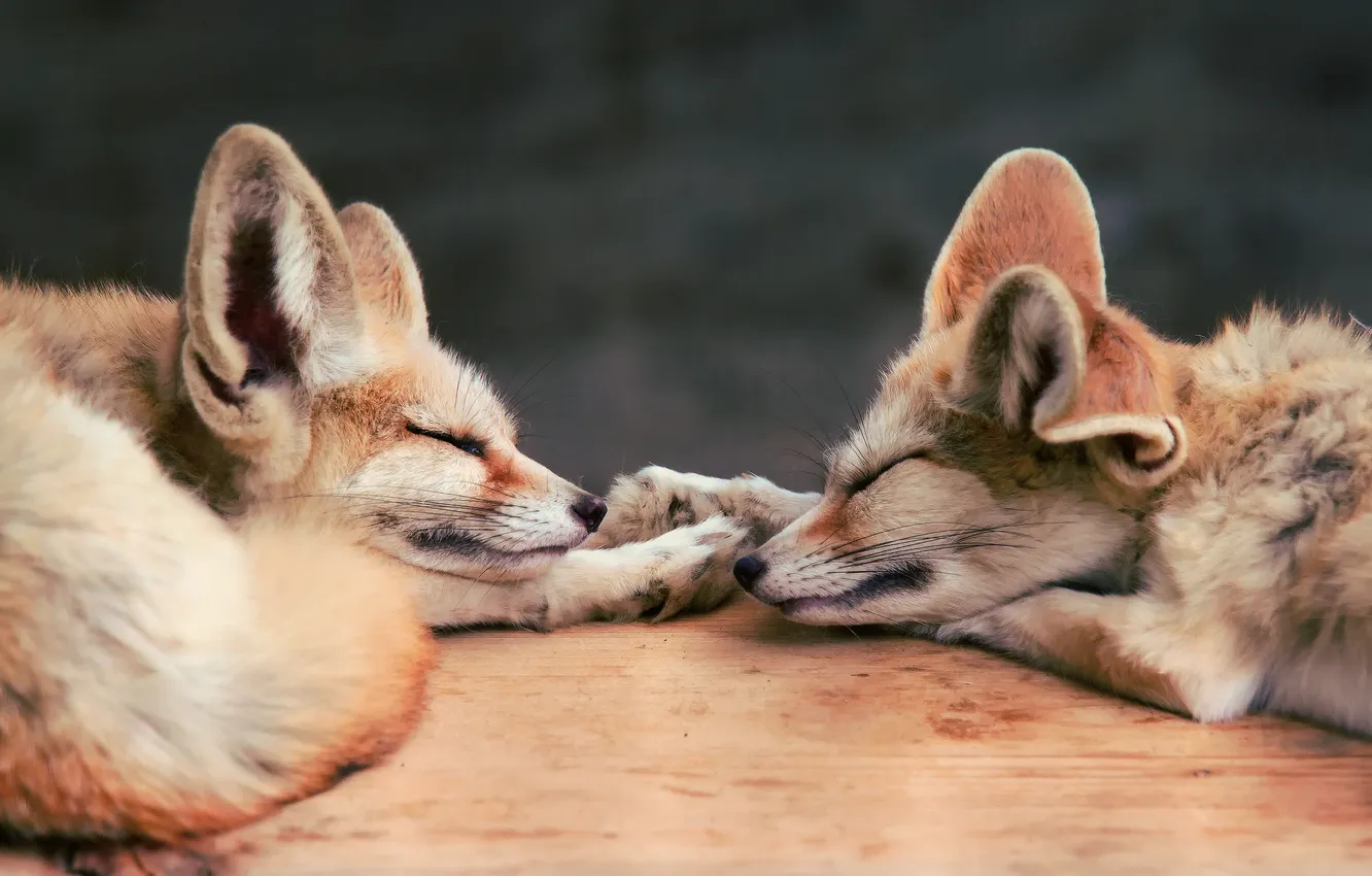 Фото обои лисы, двое, спят, феник
