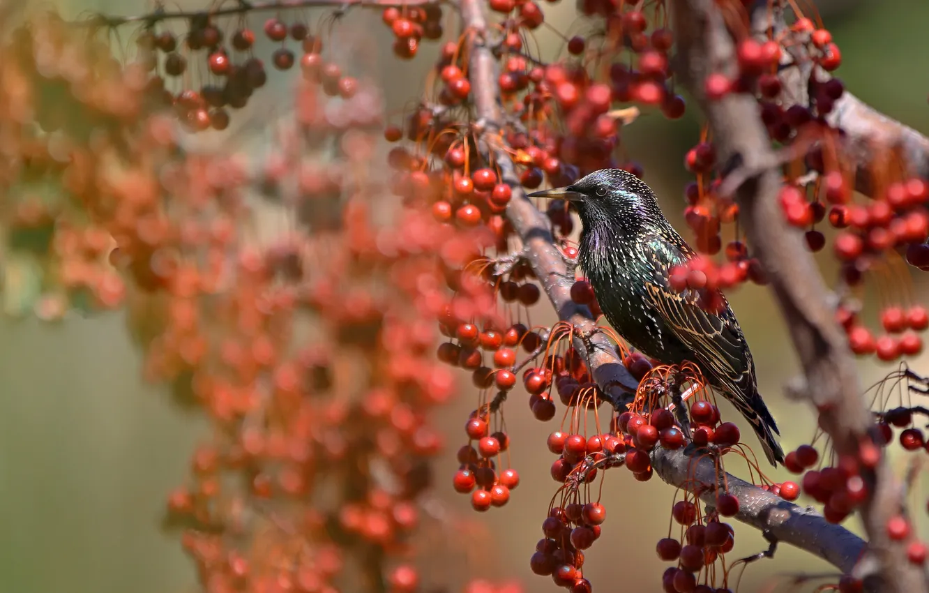 Фото обои природа, ягоды, дерево, птица