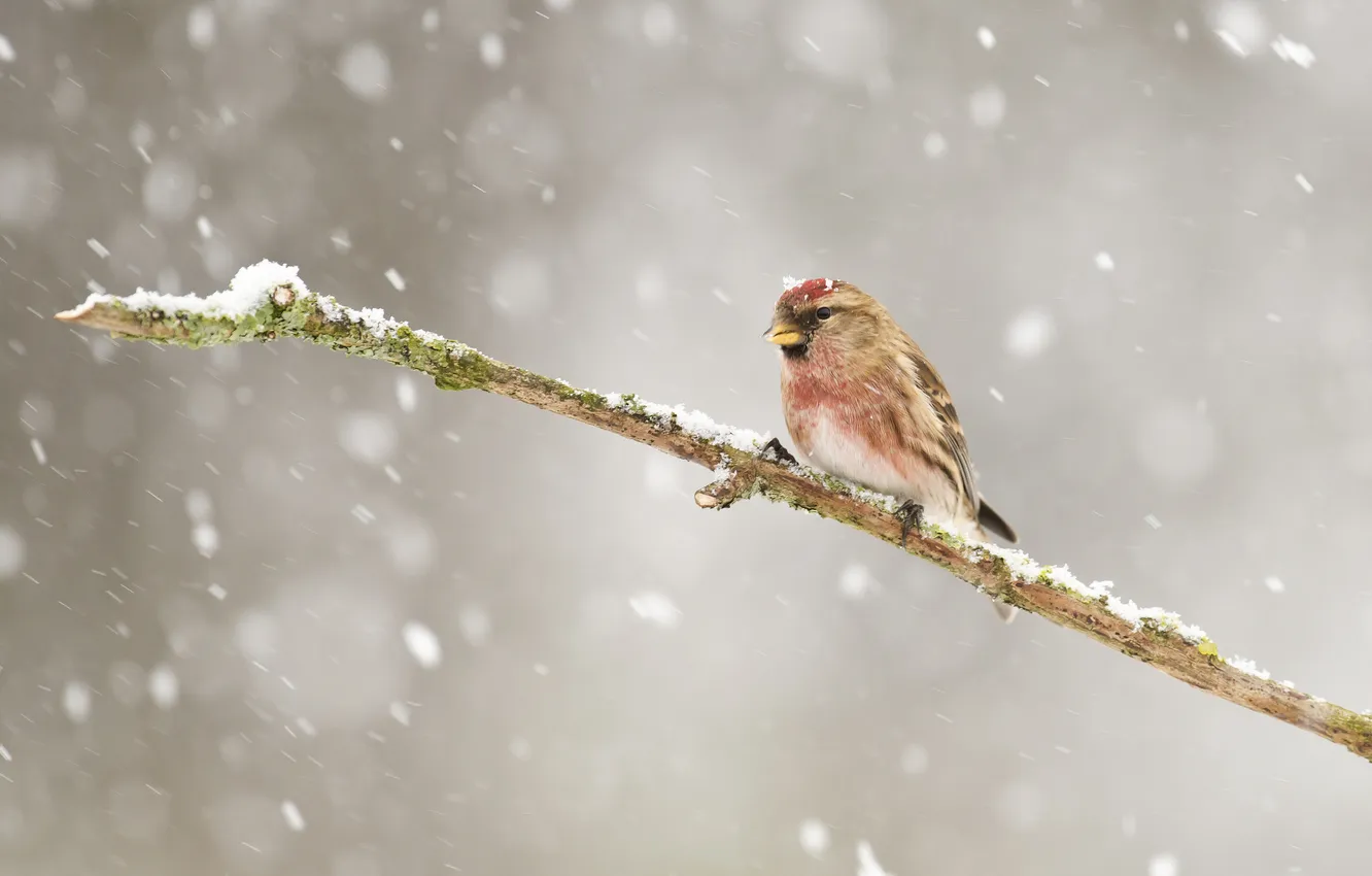 Фото обои зима, снег, птица, ветка