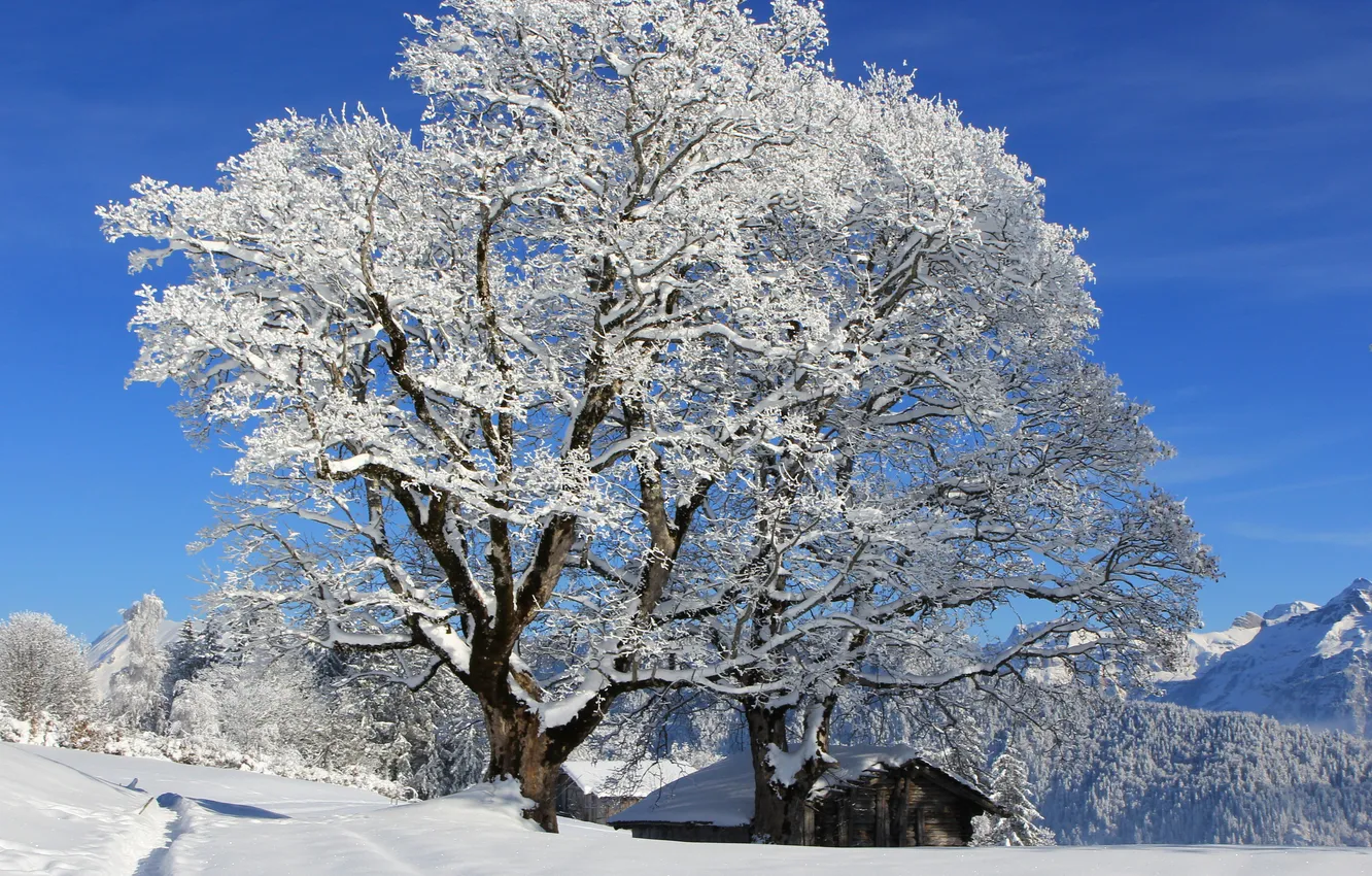 Фото обои зима, лес, солнце, снег, деревья, горы, тропинка