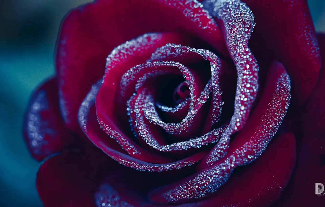 Фото обои иней, цветок, роза, © 2018 Thousand Word Images by Dustin Abbott