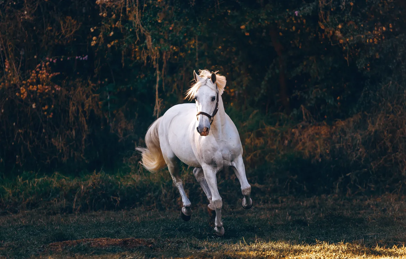 Фото обои белый, деревья, природа, поза, темный фон, конь, лошадь, белая