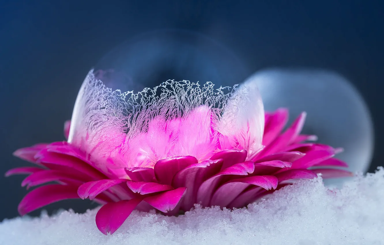 Фото обои Макро, Цветок, Снег, Лед