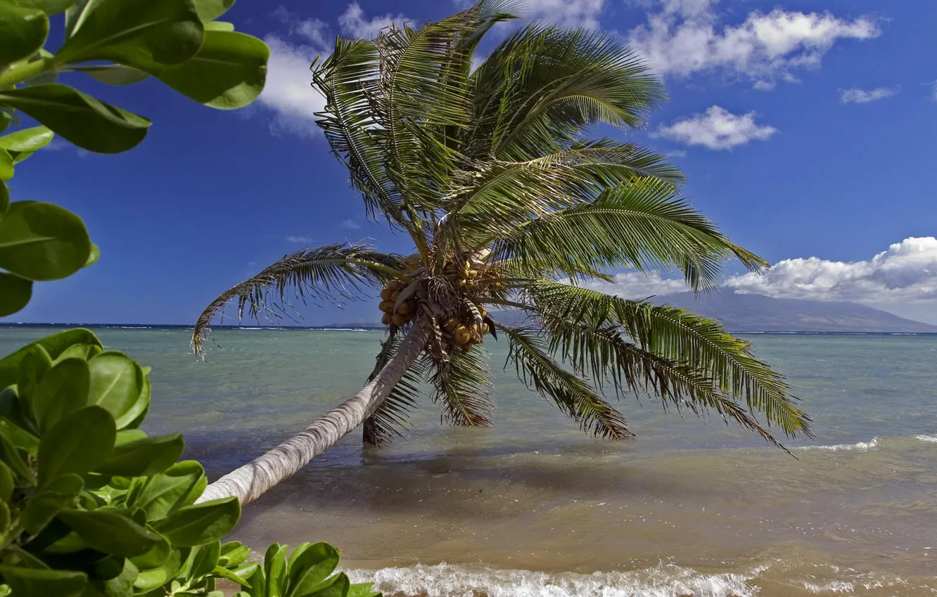 Фото обои море, волны, пляж, небо, листья, пальма, верер