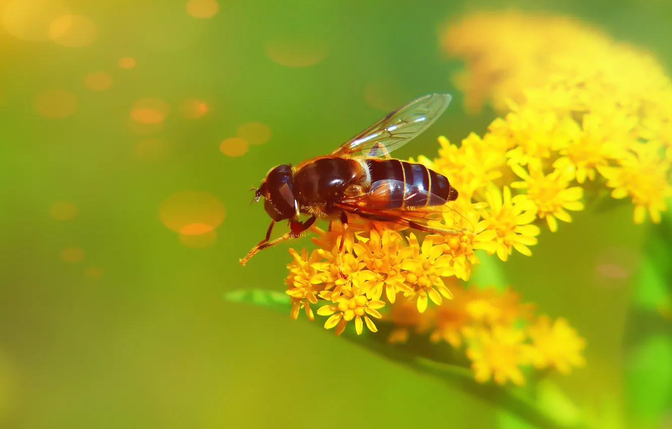 Фото обои лето, макро, цветы, муха, желтые, насекомое, зеленый фон, мушка