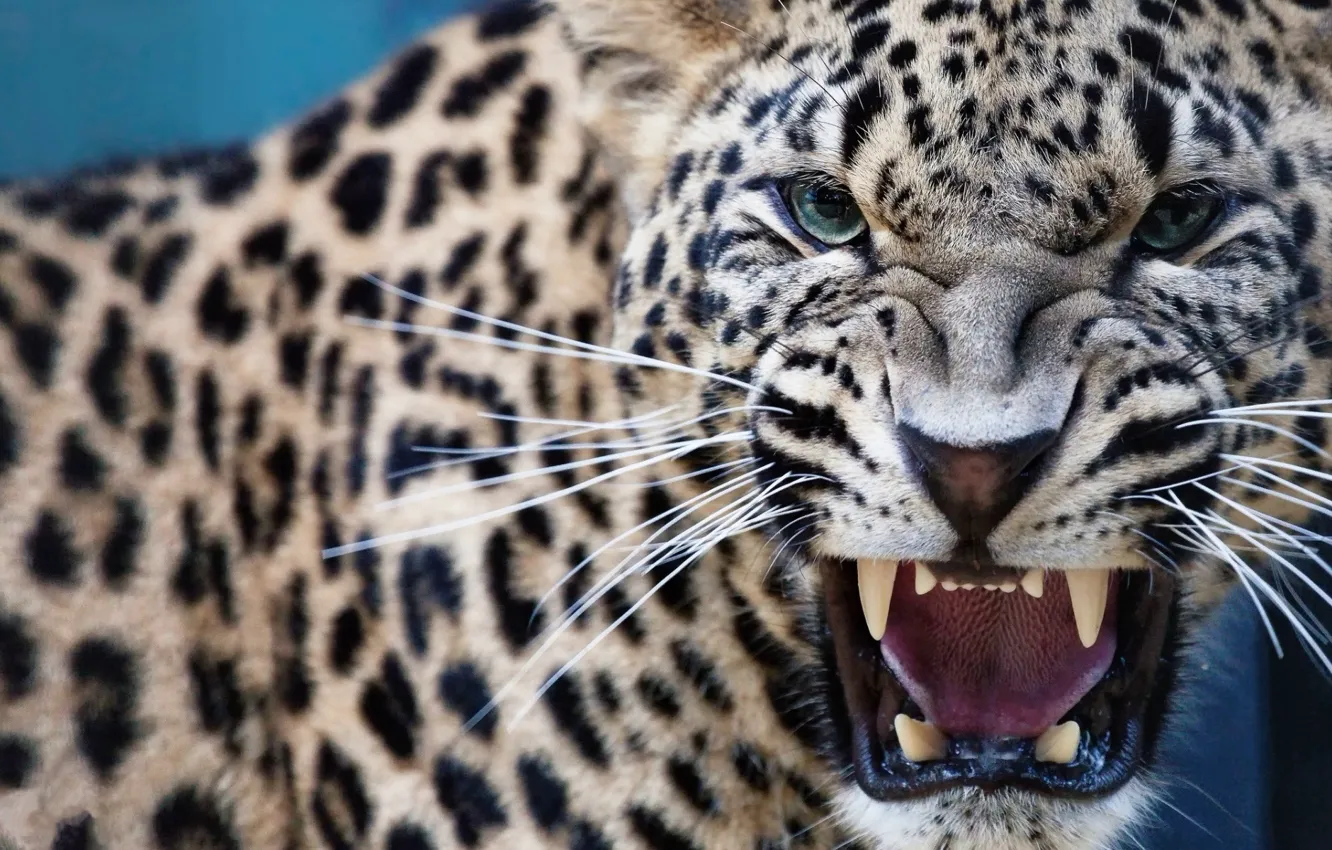 Фото обои Predator, Leopard, Animal
