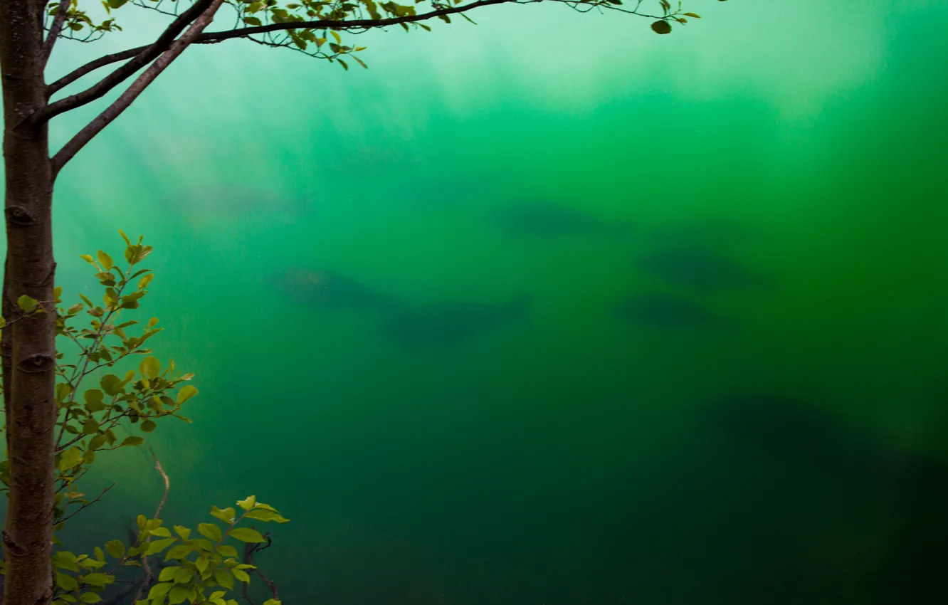 Фото обои зелень, вода, озеро, Рыбы, стая, Блед