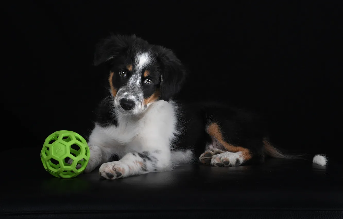 Фото обои мяч, собака, щенок