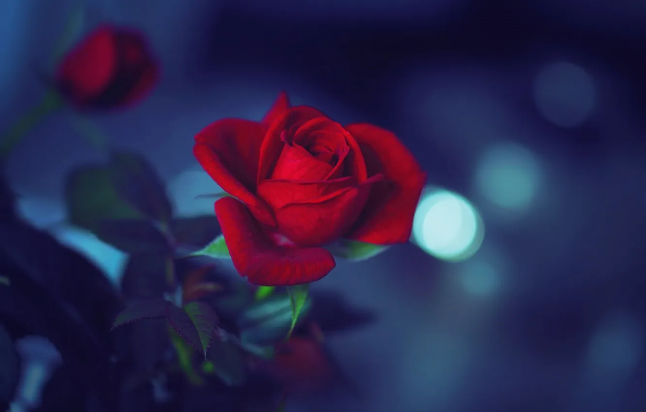 Фото обои цветок, ночь, мрак, роза, лепестки