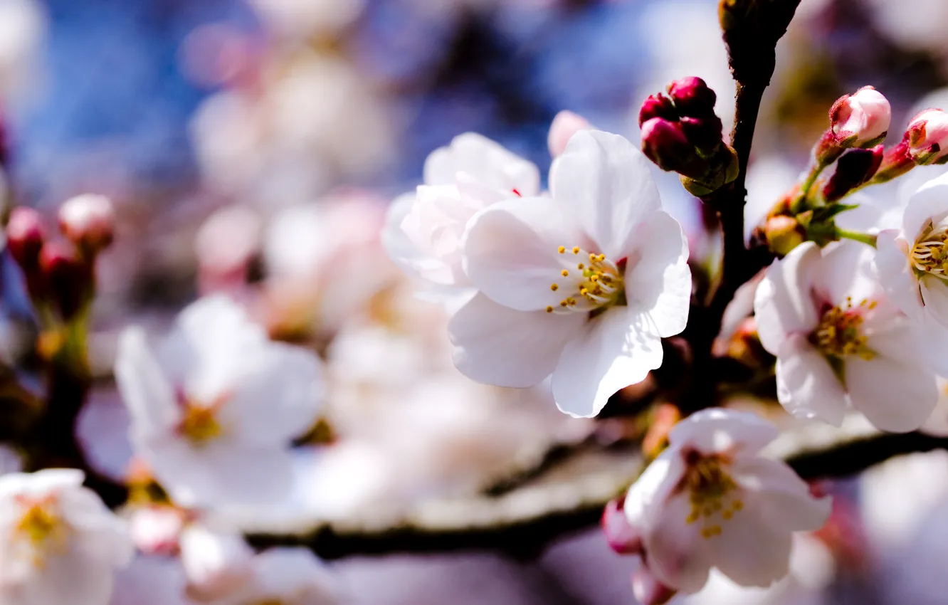 Фото обои небо, деревья, цветы, ветки, весна, белые, яблоня