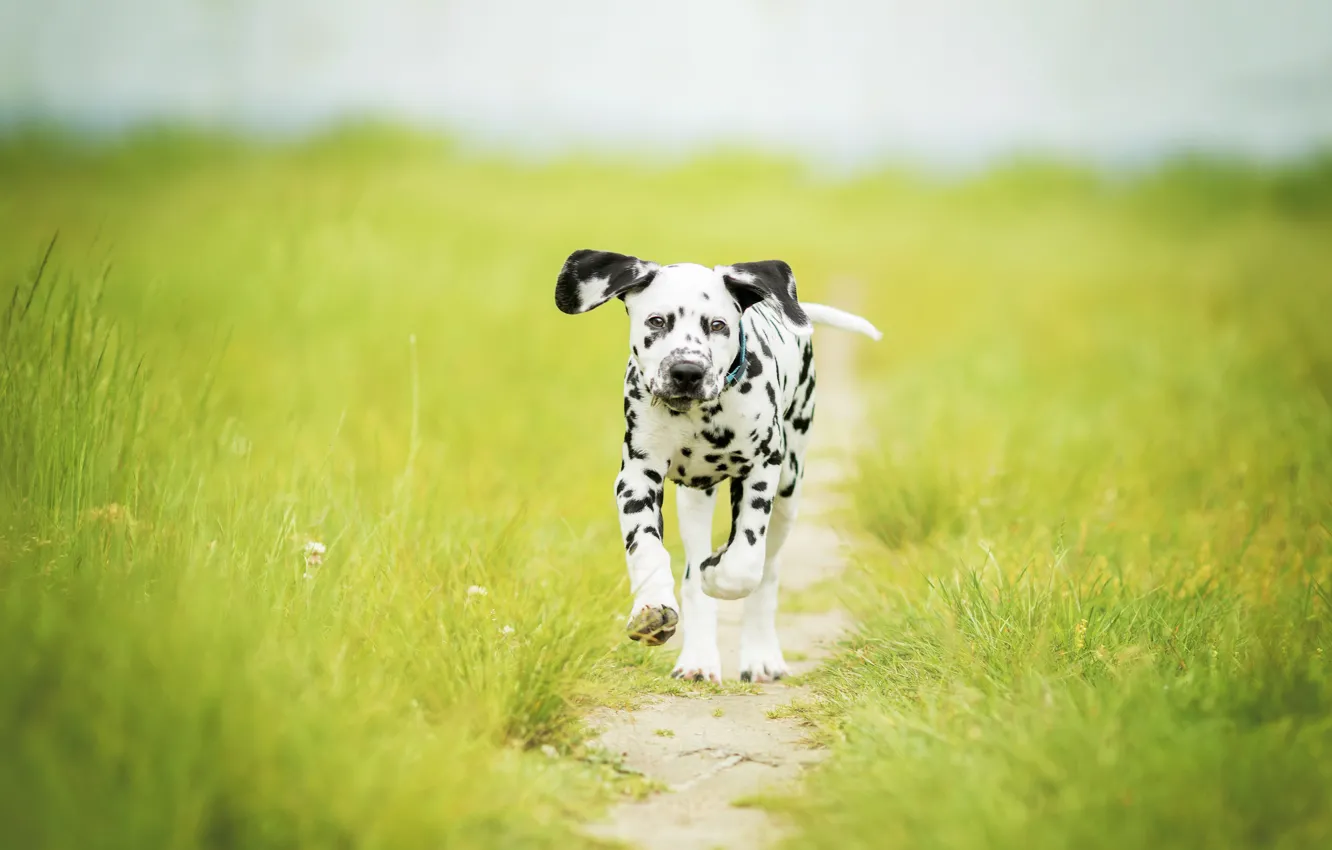 Фото обои трава, собака, луг, щенок, прогулка, тропинка, боке, пёсик