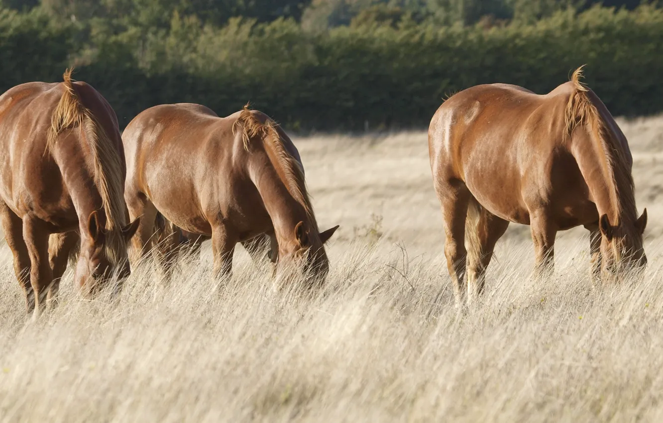 Фото обои field, horses, pasture