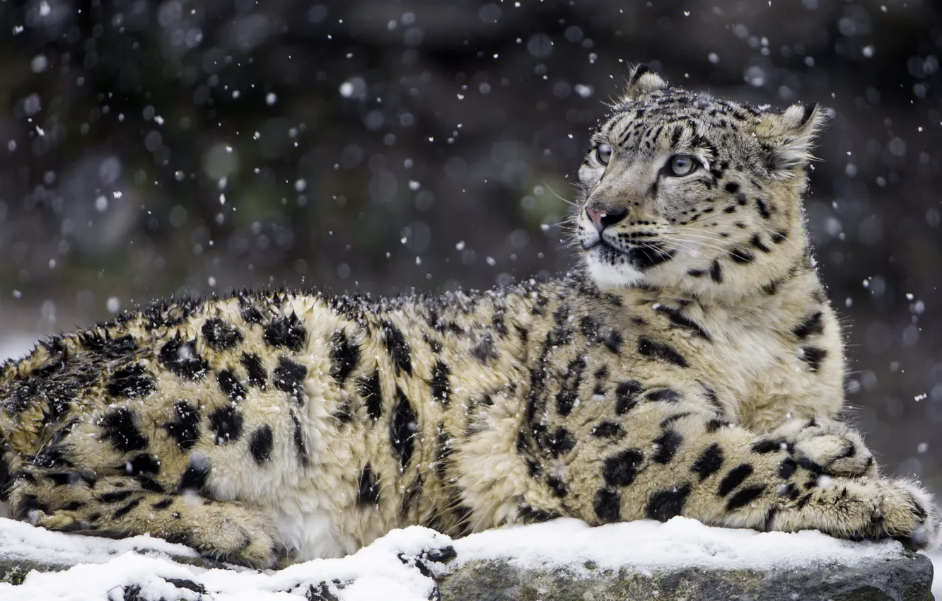 Фото обои снег, хищник, ирбис, снежный барс, красавец