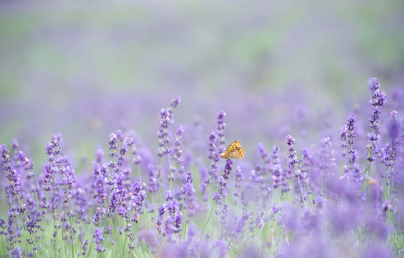 Фото обои butterfly, flowers, bokeh, lavender, lavender field