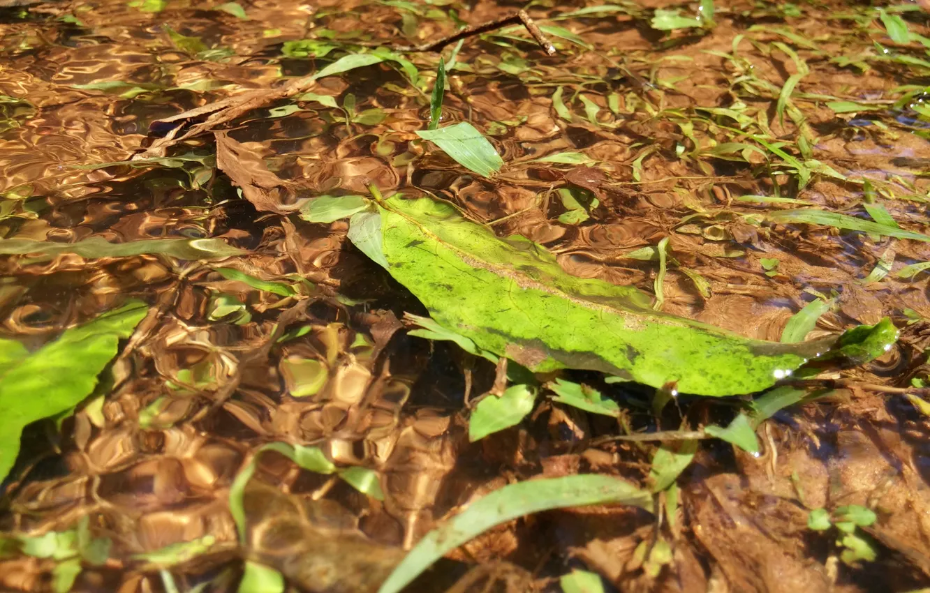 Фото обои green, water, lake, woods, leaf, brazil