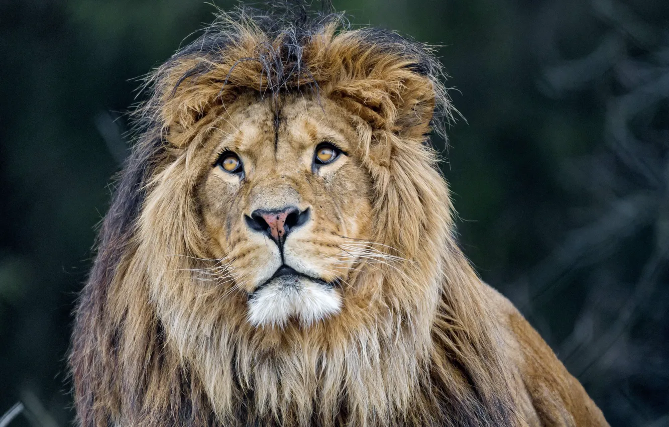 Фото обои lion, predator, king, mane