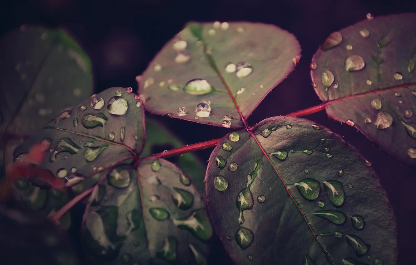 Фото обои листья, капли, макро, после дождя