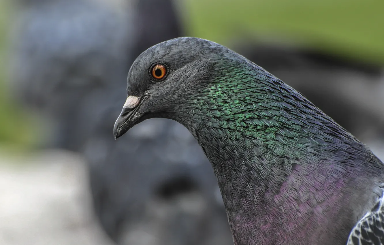 Фото обои природа, птица, голуби, живность, пернатые