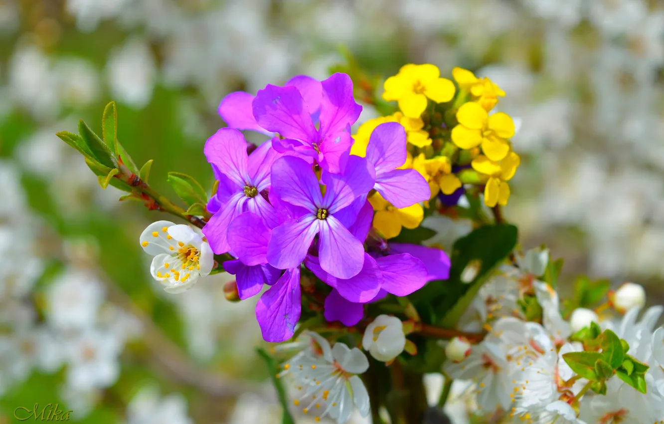 Фото обои Цветочки, Flowers, Цветение, Фиолетовые цветы, Flowering, Purple flowers