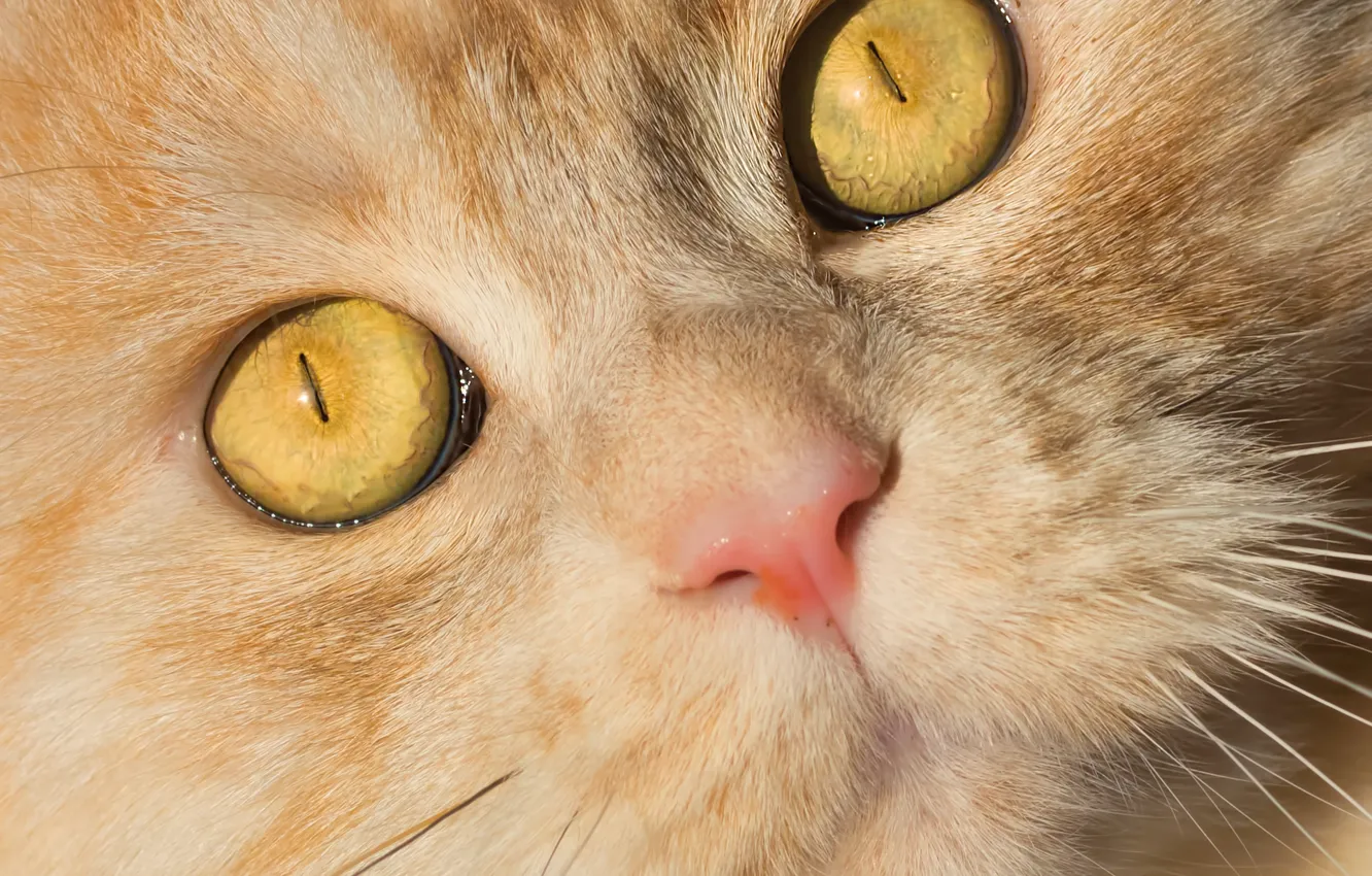 Фото обои глаза, кот, взгляд, мордочка, котэ, рыжий кот