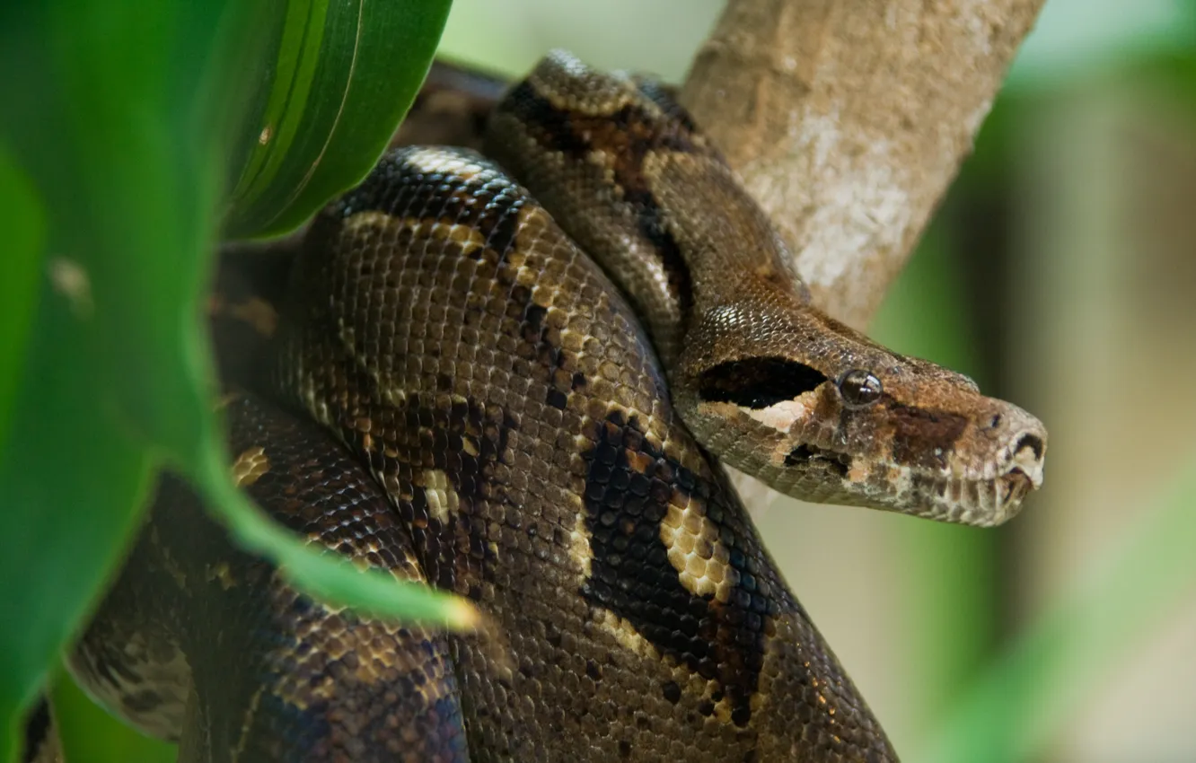 Фото обои змея, Коста-Рика, анаконда