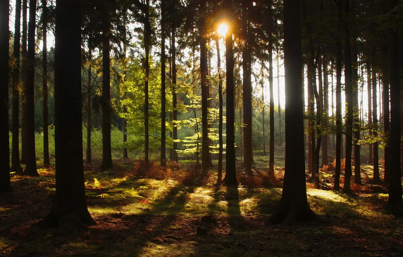 Фото обои лес, солнце, деревья, природа, Чехия, Hurky