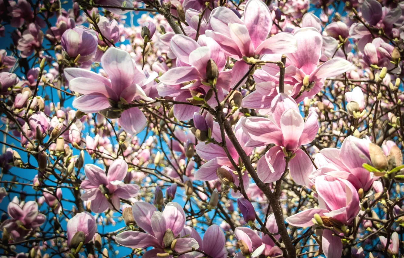Фото обои макро, дерево, розовый, весна, магнолия