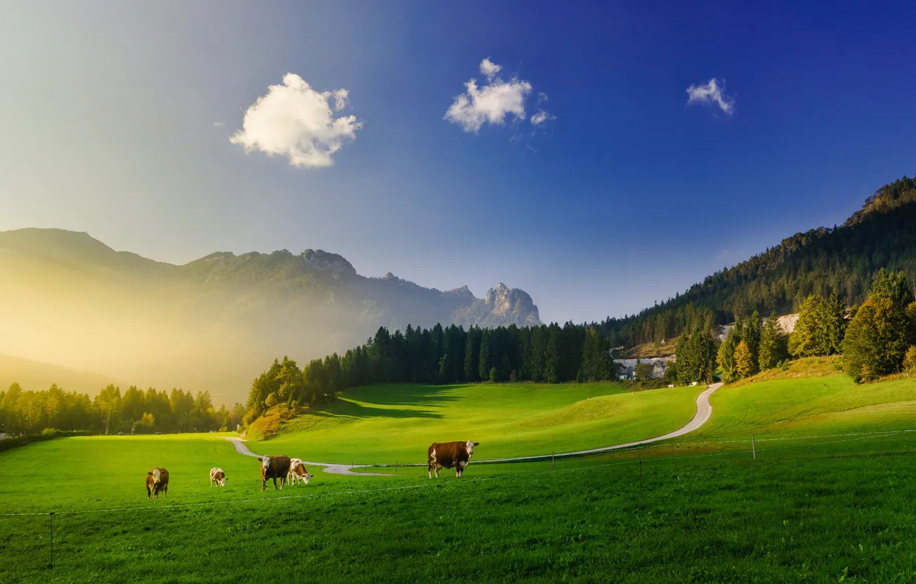 Фото обои зелень, лес, небо, облака, свет, горы, синева, корова