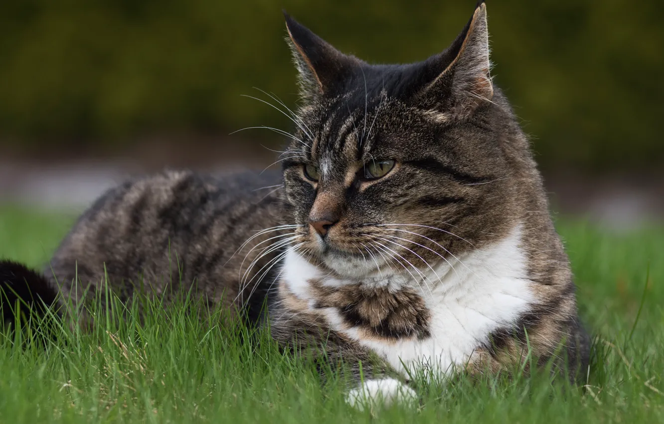Фото обои кошка, трава, кот, взгляд, морда, серый, фон, портрет