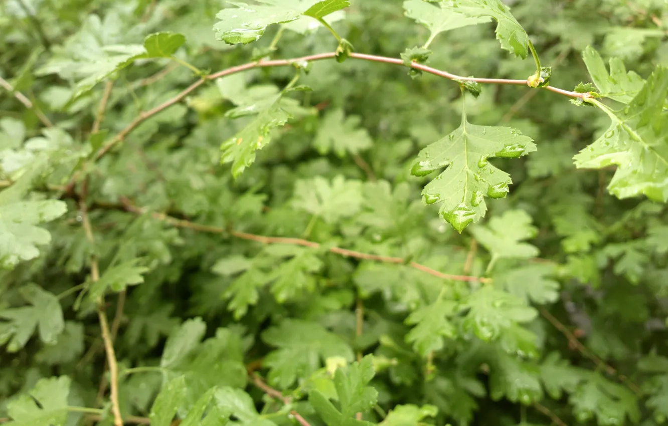 Фото обои листья, капли воды, кустарник