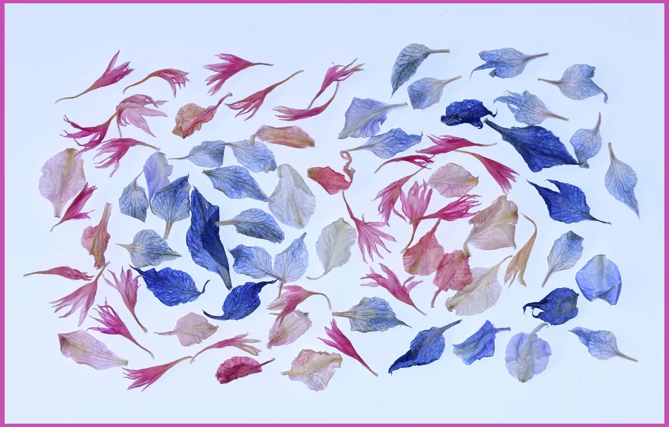 Фото обои фон, рамка, лепестки