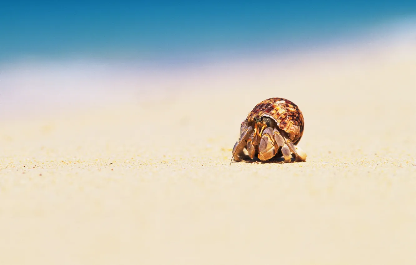 Фото обои песок, море, макро, плаж, краб, панцирь