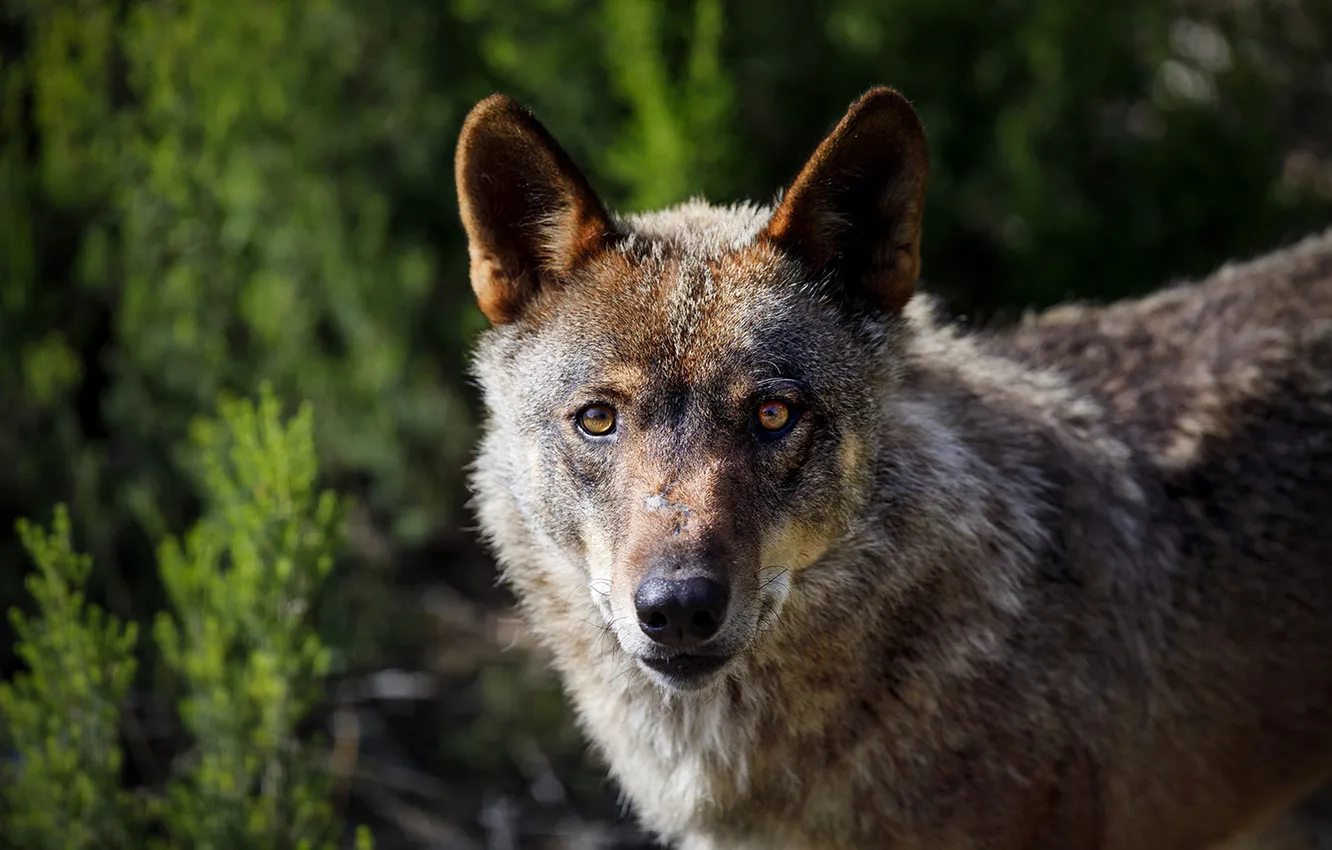 Фото обои nature, face, animal, wolf, wildlife, head, fur, mammal
