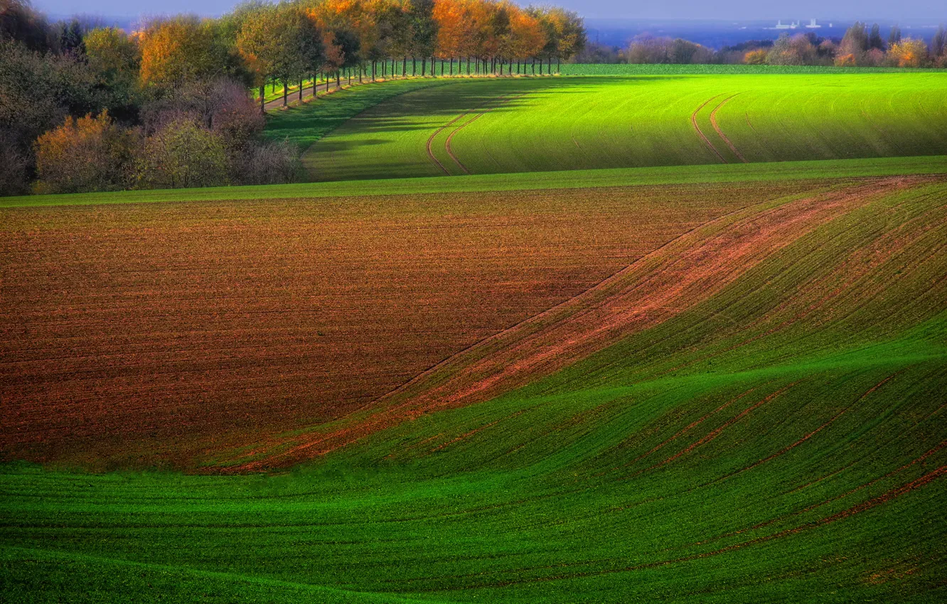 Фото обои осень, деревья, поля