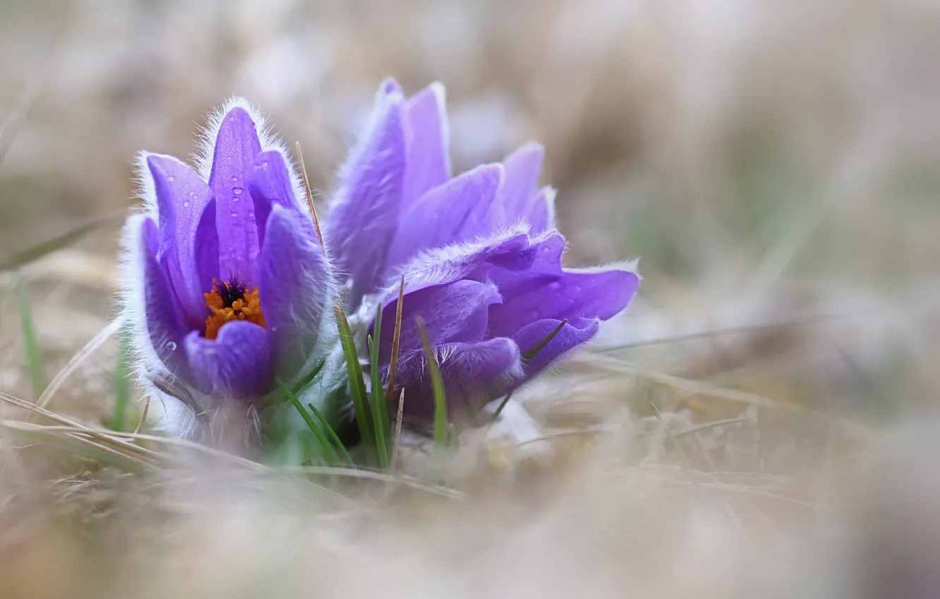 Фото обои цветы, природа, весна