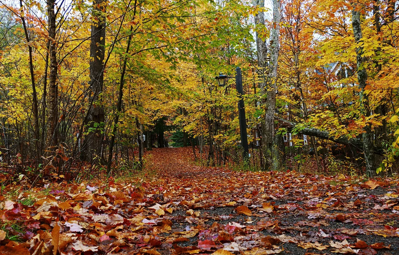 Фото обои осень, лес, листва, дачи