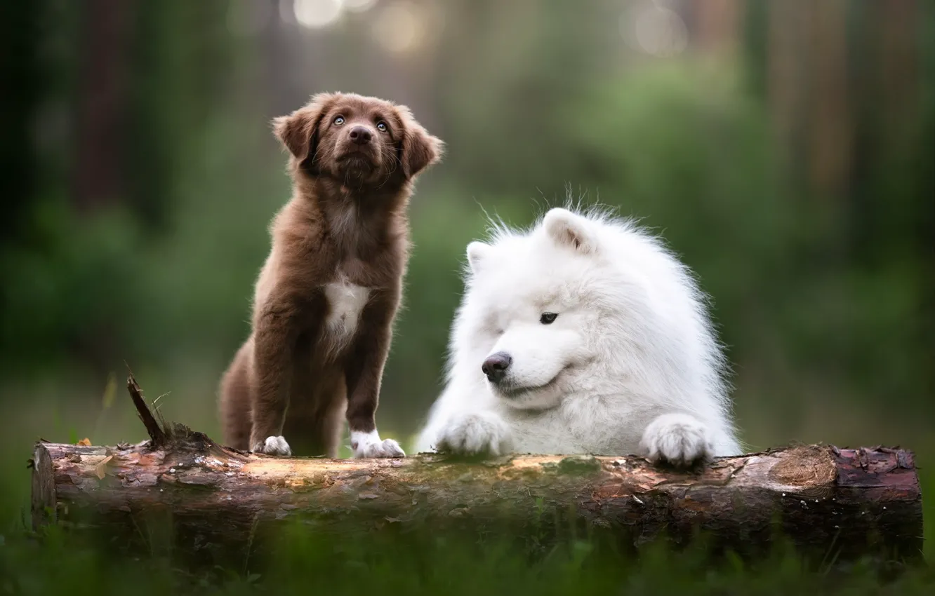 Фото обои собаки, щенок, бревно, Австралийская овчарка, Аусси, Самоед, Iza Łysoń