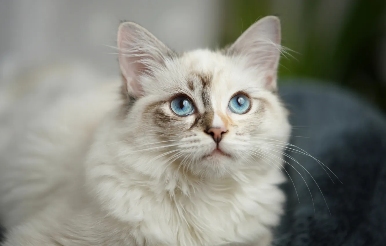 Фото обои кошка, взгляд, мордочка, голубые глаза, пушистая, котейка