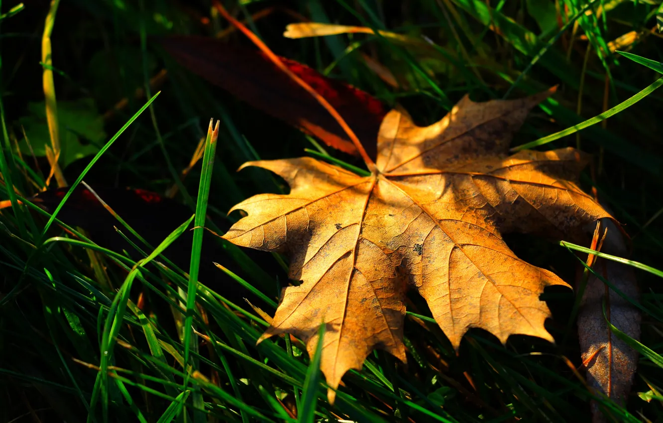 Фото обои autumn, macro, leaf
