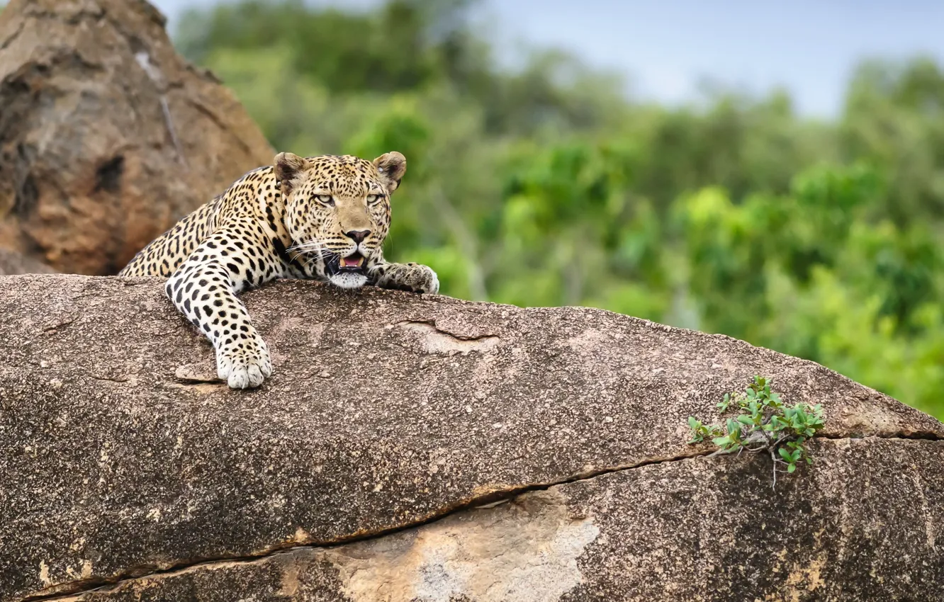 Фото обои природа, зверь, Leopard